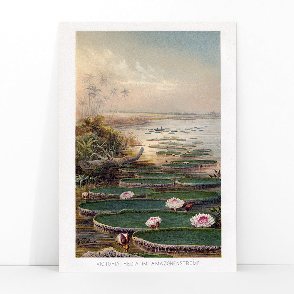 Large water lilies and lush greenery on a tranquil river in the Amazon Forest Nenufar by The institute of Liepzieg poster, framed and displayed in modern living room decor